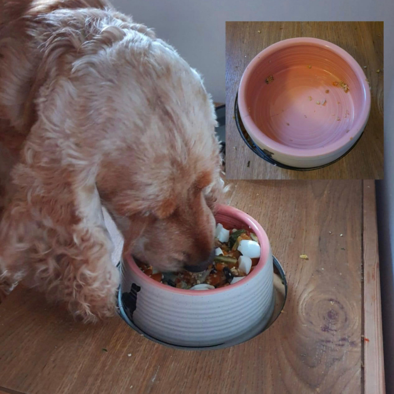 Mnenja strank, Feedko priporočamo