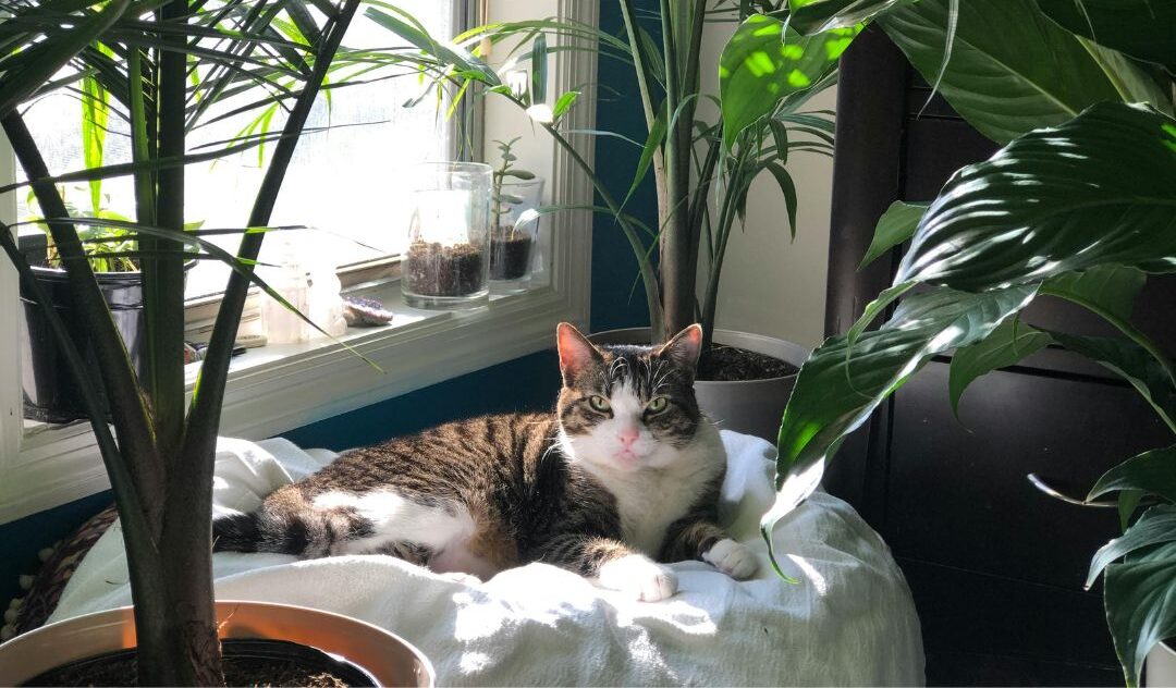 Optimizacija okolja glede na prehrano mačke